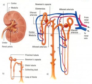 Kidney-Diagram