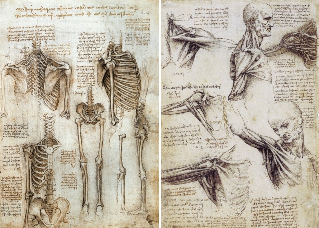 da vinci's anatomy drawings