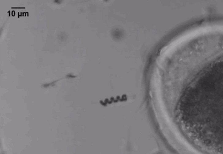 nanoscribe-3D-printed-spermbot-drives-to-the-egg