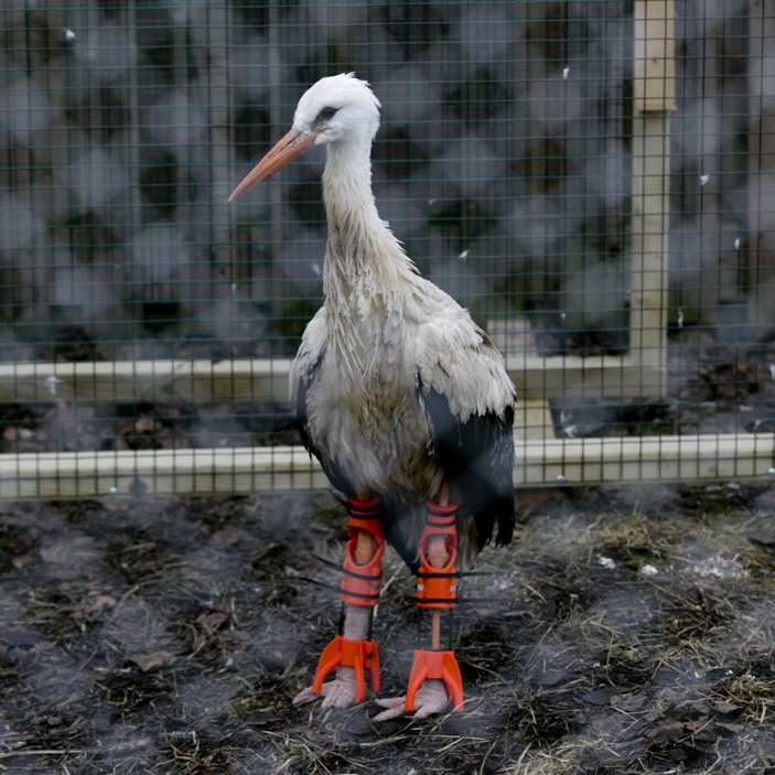 feature stork with 3D printed orthosis