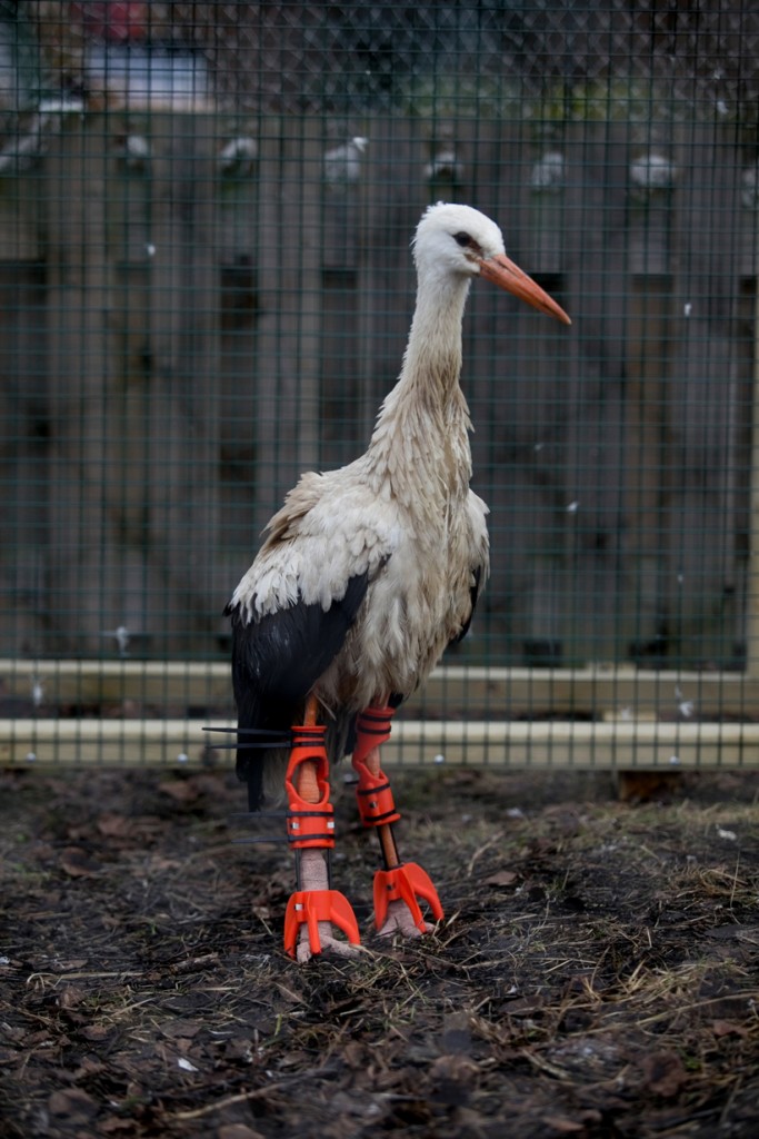 stork with 3D printed orthosis