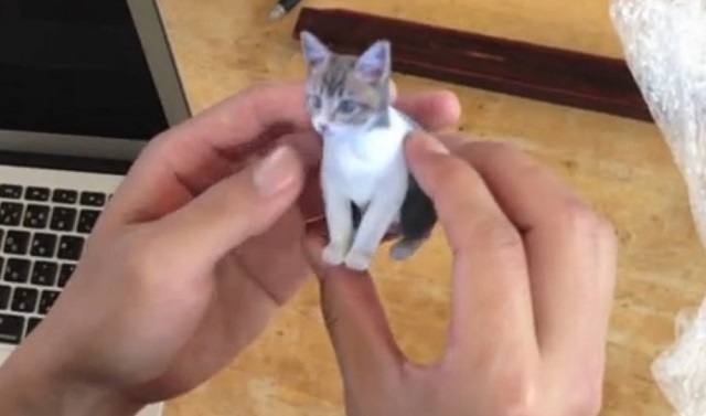 Cat 3D Printed Animal Figure