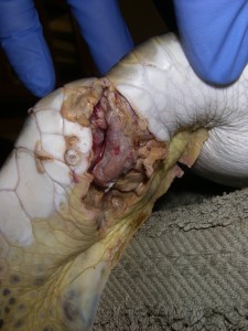 Sea Turtle open fracture