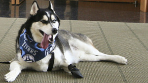 Zeus Siberian Husky a prosthetic leg 3D Printed