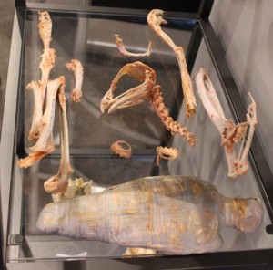Eagle Mummified 3D Scanning