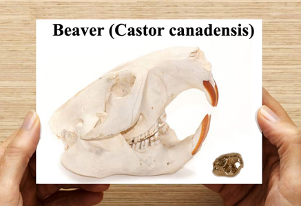 info card Beaver 3D Printing