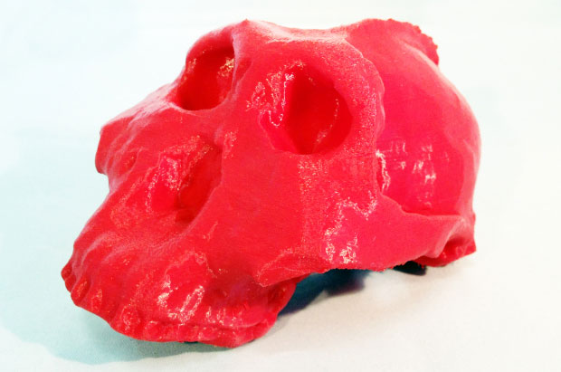 paranthropusboisei 3D Printing Fossil