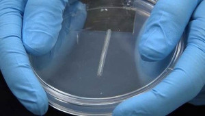 liver tissue organovo 3d printing bioprinting