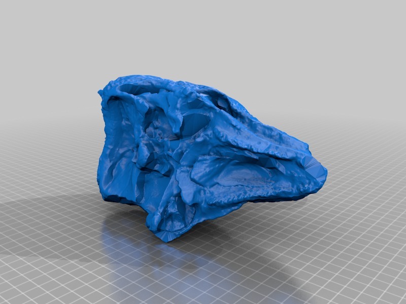 3D Printing 3D Model T-Rex Skull