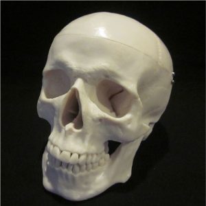 replica skull 3d printing