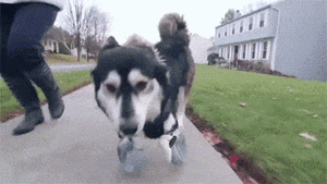 derby-dog-3D-printed-prosthetic