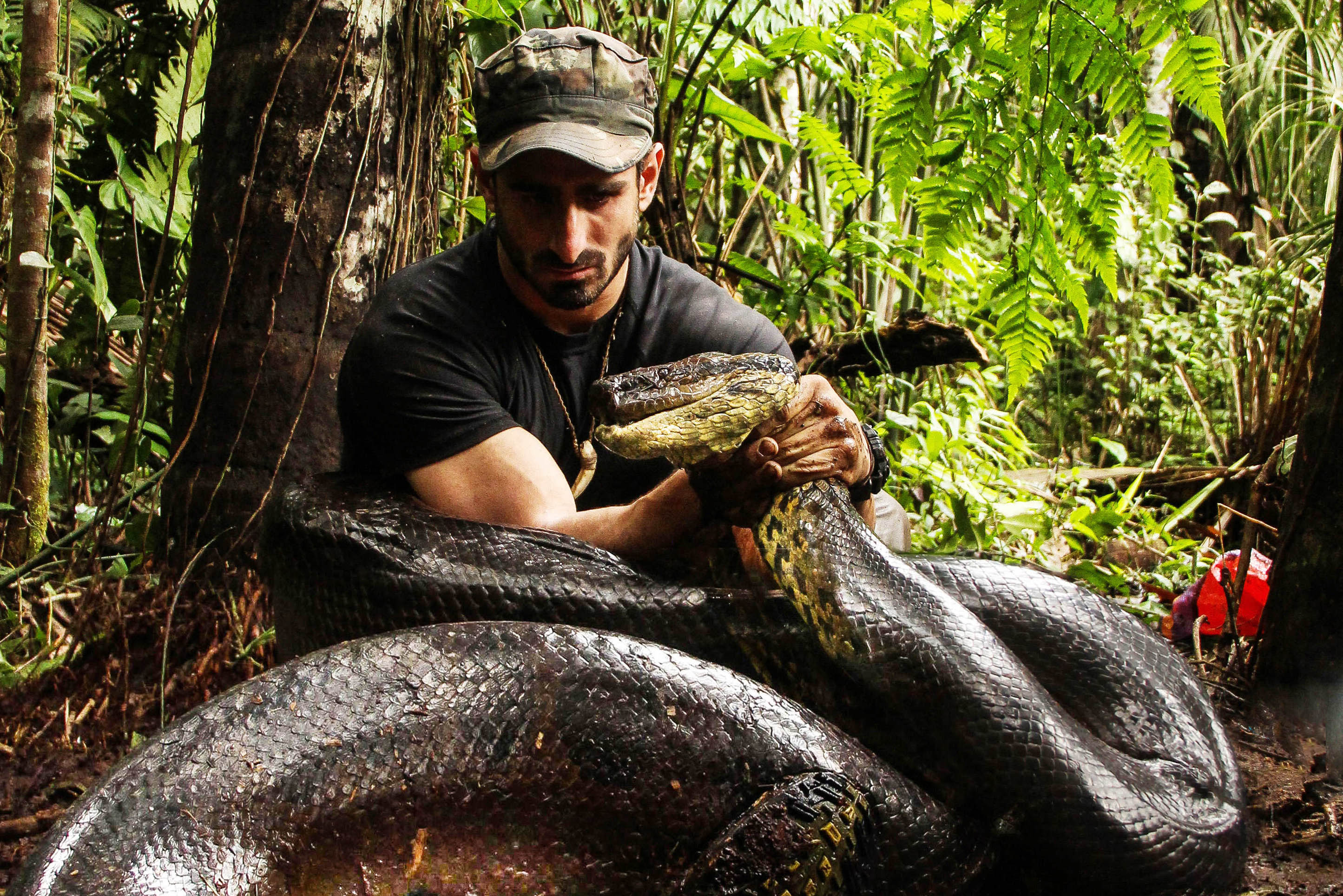 Документальные про змеи. Зеленая Анаконда (eunectes murinus). Южная Америка Амазонка Анаконда.