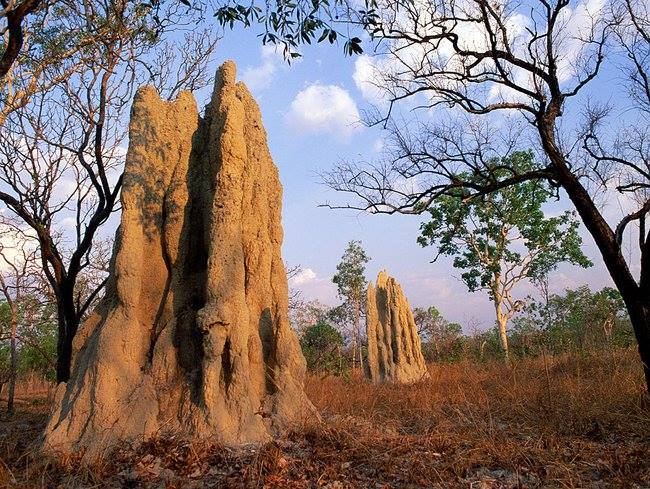 hans fouche plans to 3D print from termite mounds