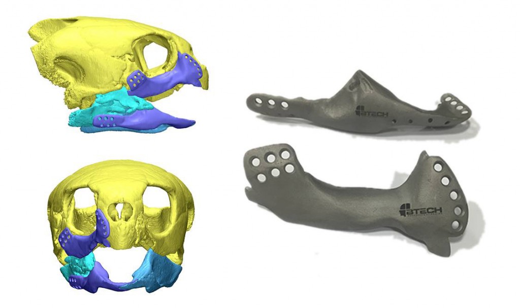 3D printed jaw implant for sea turtle