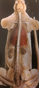 anatomical rat