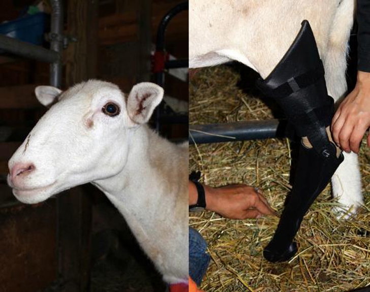 felix 3D printed prosthetic leg for a sheep