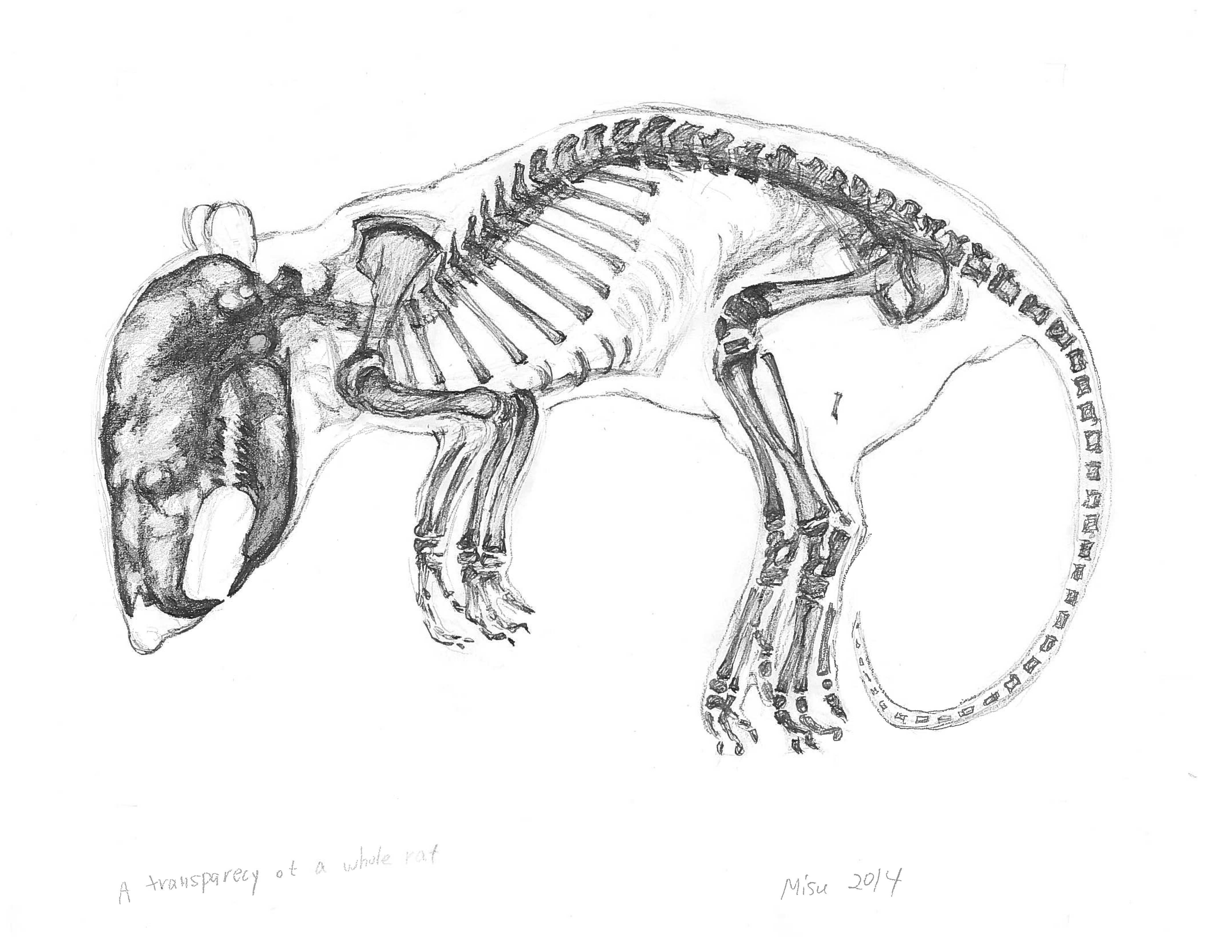 Скелет крысы рисунок