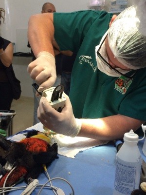 TuPaul 3D printed toucan beak in surgery