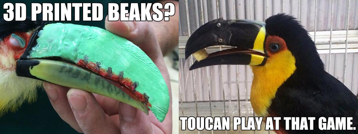 TuPaul and tieta 3D printed toucan beak copy