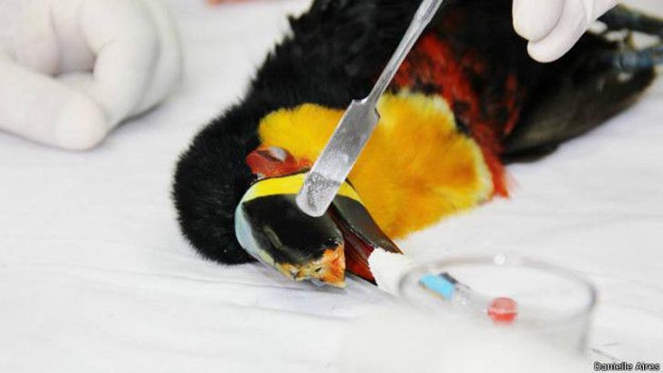 tieta 3D printed beak toucan surgery