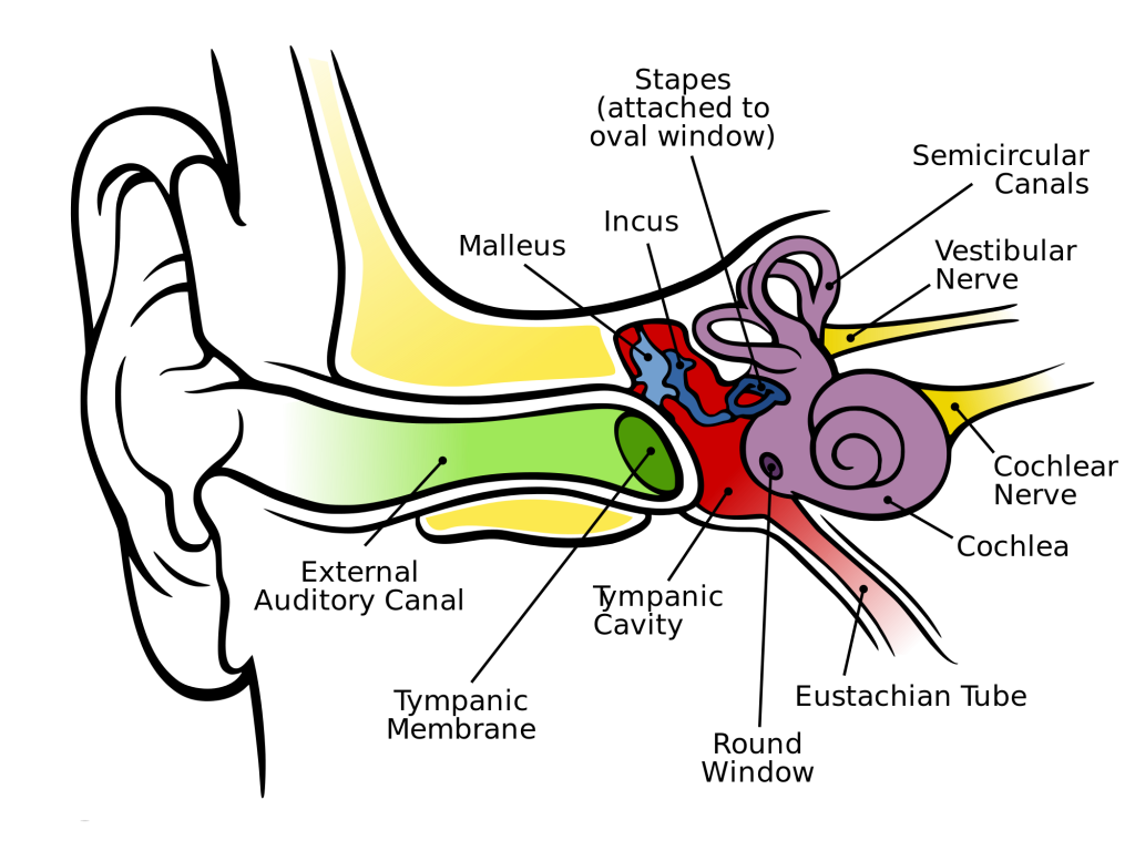 Anatomy_of_the_Human_Ear