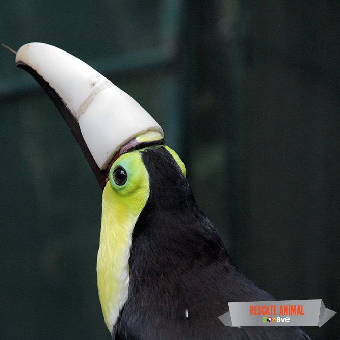 Injured Costa Rican Toucan Saved with 3D Printed Beak - Industry