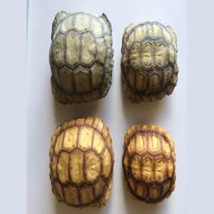 Shell Shock! 3D Printed Replica Shells to Help Save the Threatened ...