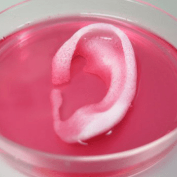 Bioprinting Breakthrough: Researchers 3D Print Living Tissue for ...