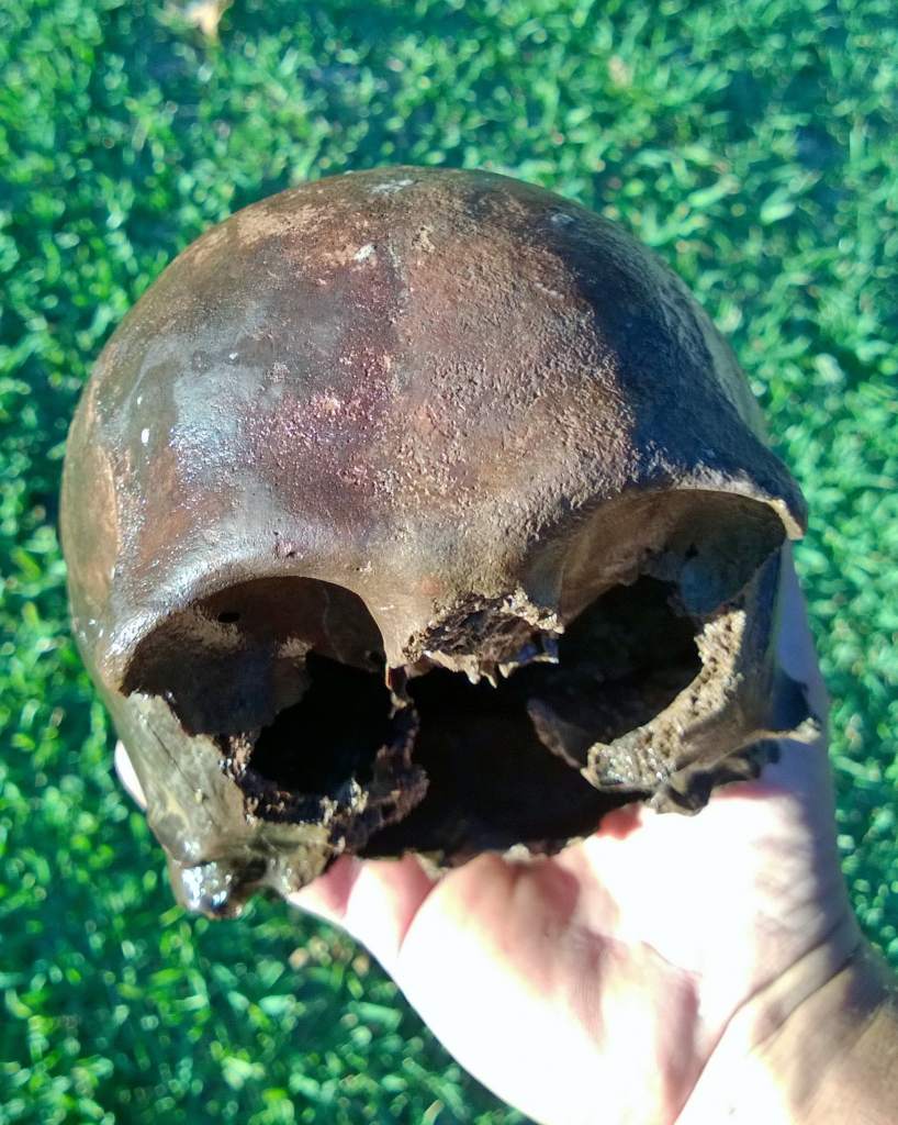 The skull, found by Lilly Garfinkel. Image: Charles Garfinkel