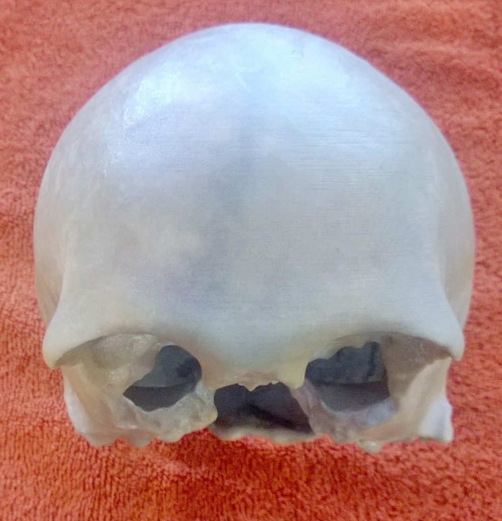 The 3D printed skull recreation. Image: Charles Garfinkel