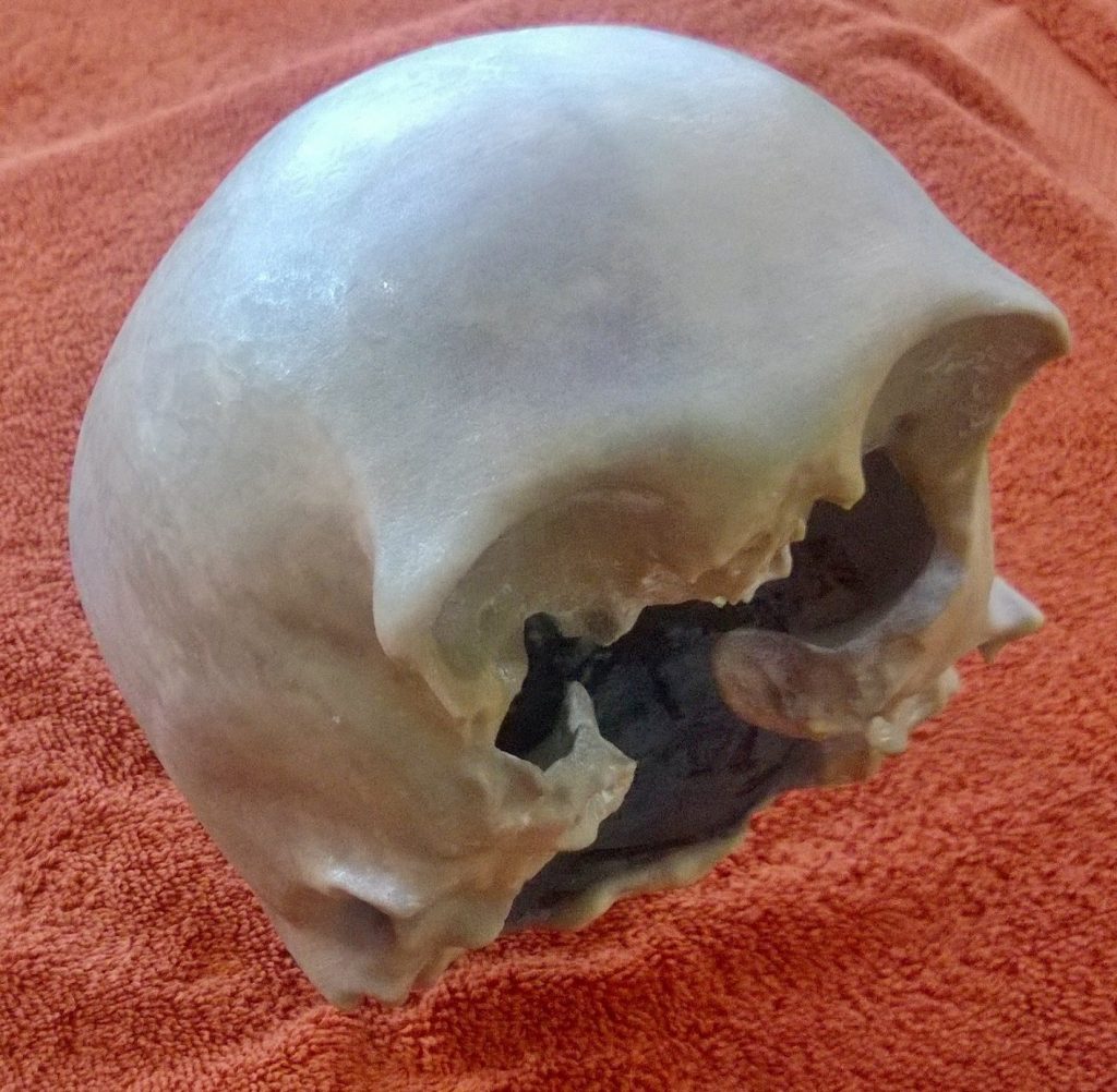 The 3D printed skull recreation. Image: Charles Garfinkel