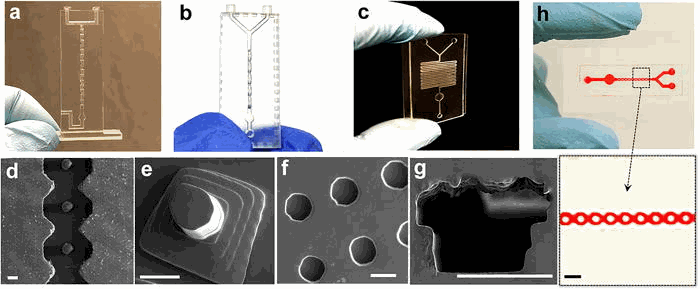 Characterization of 3D printing for fabricating microfluidic mixers: (a) SAR microfluidic mixer, (b) 3D ring-shaped micromixer, (c) and serpentine micromixer. Channel diameter is ∼500 μm. SEM imaging was used to characterize variable 3D-printed microstructures: (d) posts in curved microfluidic channel, (e) pyramid post arrays, (f) microwells, and (g) a D-shaped hollow microchannel. Scale bar: 200 μm. (h) The bonded layer of a 3D-printed open channel with a glass slide.