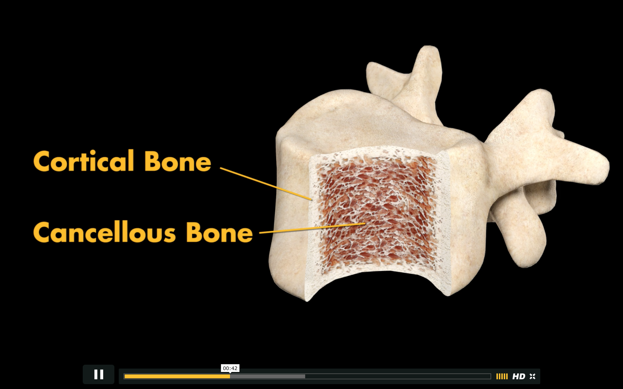 Cortical Bone. Кортекс кости. Первый кортикал кости. Bone meaning