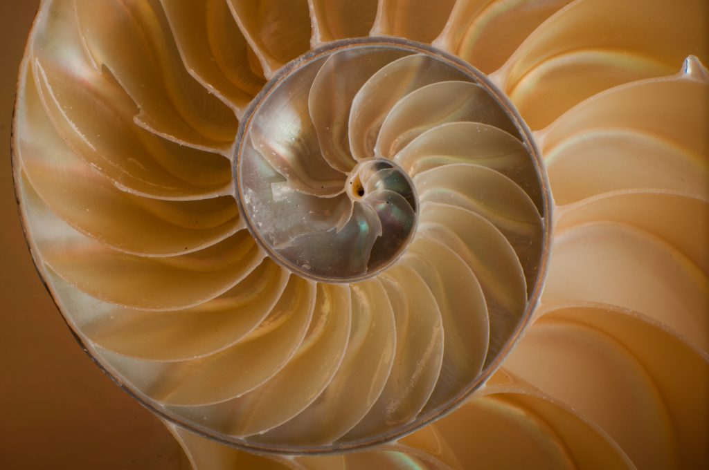 Chambers of a nautilus shell. Photo via: patcharles on Flickr