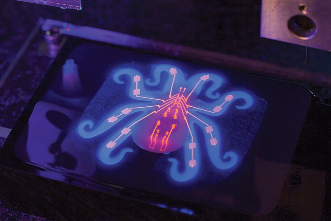 The Octobot being printed under back light. Image via MIT Technology Review. 