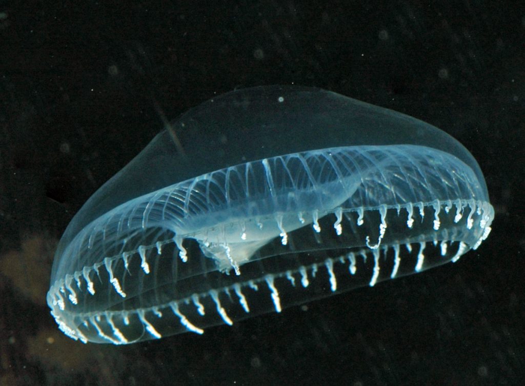 A hydromedusa jellyfish. Photo by Wikimedia commons contributor Sierra Blakely