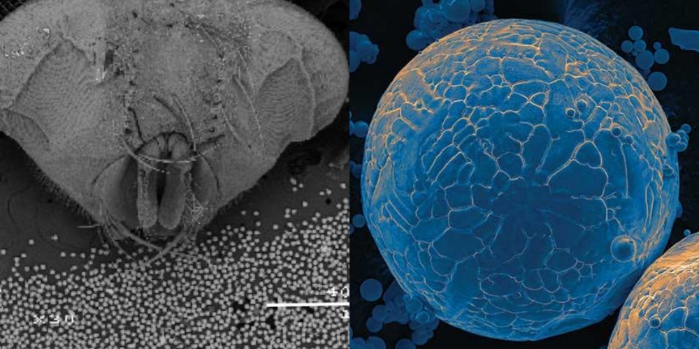 The smooth spherical texture of Ames Lab atomised metal seen under an electron microscope. Image on the left show a horsefly head for size comparison. Images via: Ames Laboratory