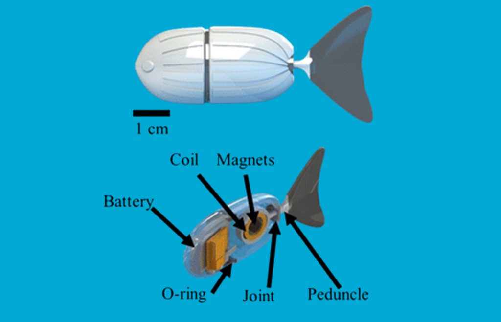 Design of the 3D printed zebrafish. Image via: Phamduy, P., Vazquez, M.A., Kim, C. et al.