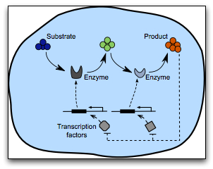 Imperial research into synthetic transcriptional circuits for the control of bacterial metabolism.