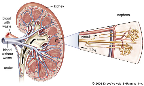 Nephrons are the nanoscopic vessels that make up the structure of kidneys. Illustration via Encyclopaedia Britannica