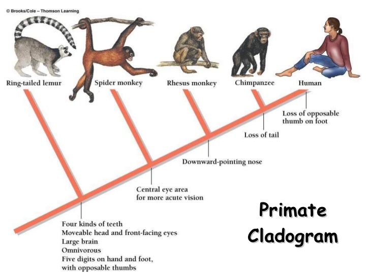 Diagram shows the evolution of humans from primates and the link to lemurs. 