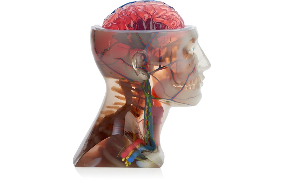 Anatomical head model 3D printed on the Stratasys J750. Photo via Stratasys