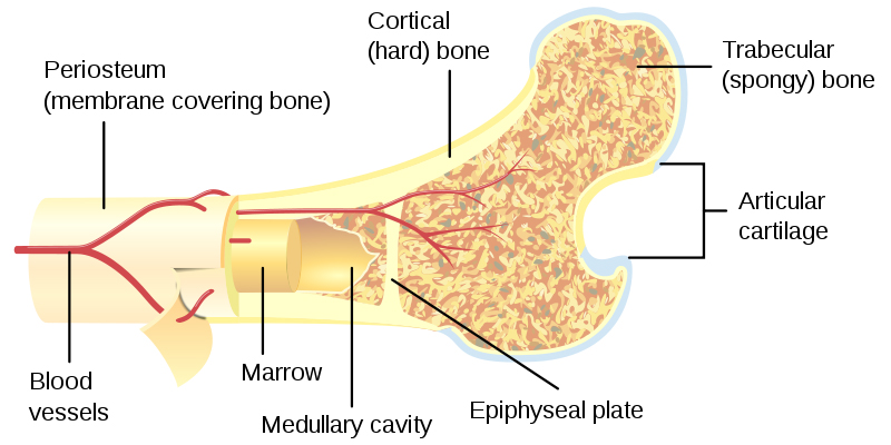 Labelling of the parts of a bone. To note: Cortical outer shell, trabecular/cancellous spongy bone in the center. Articular cartilage at the edge. Image via Timcbonegrowth.blogspot