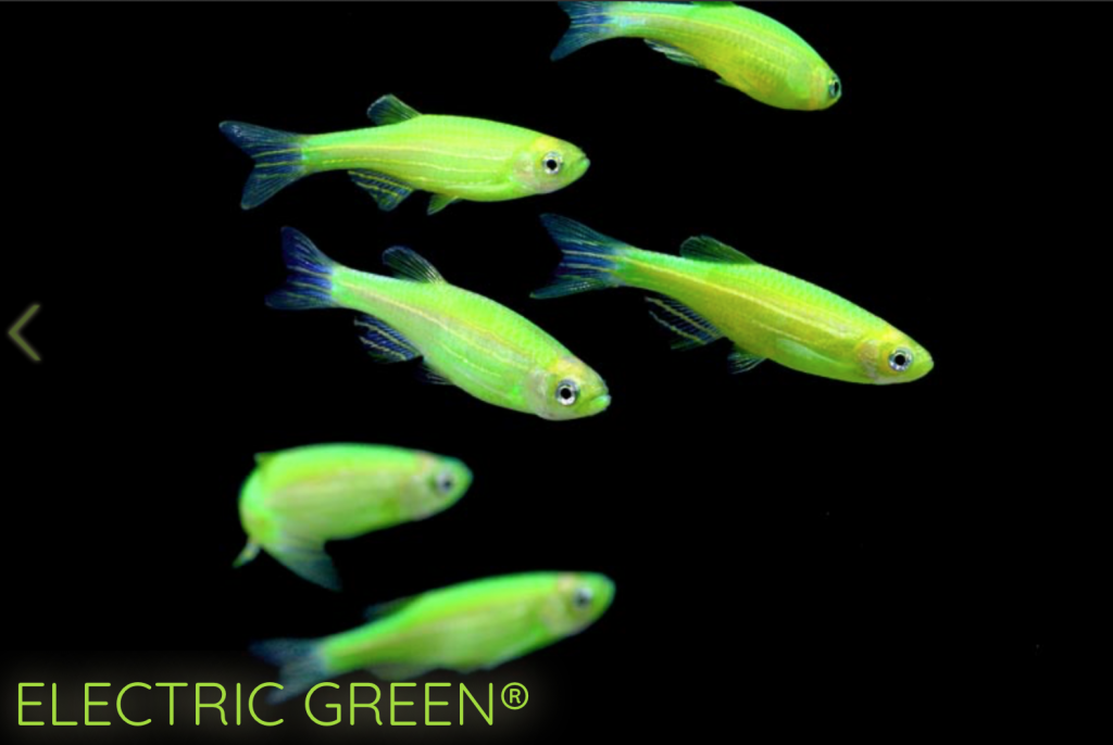 An example of genetically engineered zebra danio "GloFish®". With combined DNA to give them fluorescent qualities. Photo via GloFish
