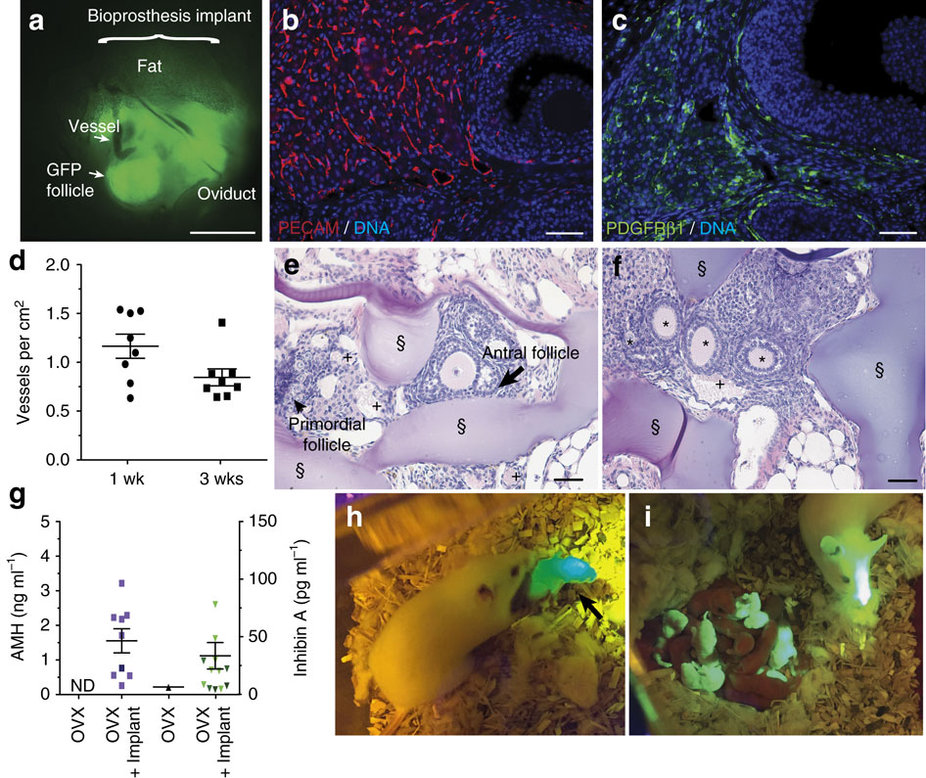 Figure 5 from the paper shows the steps from implantation to successful reproduction. Image via Nature Communications. 