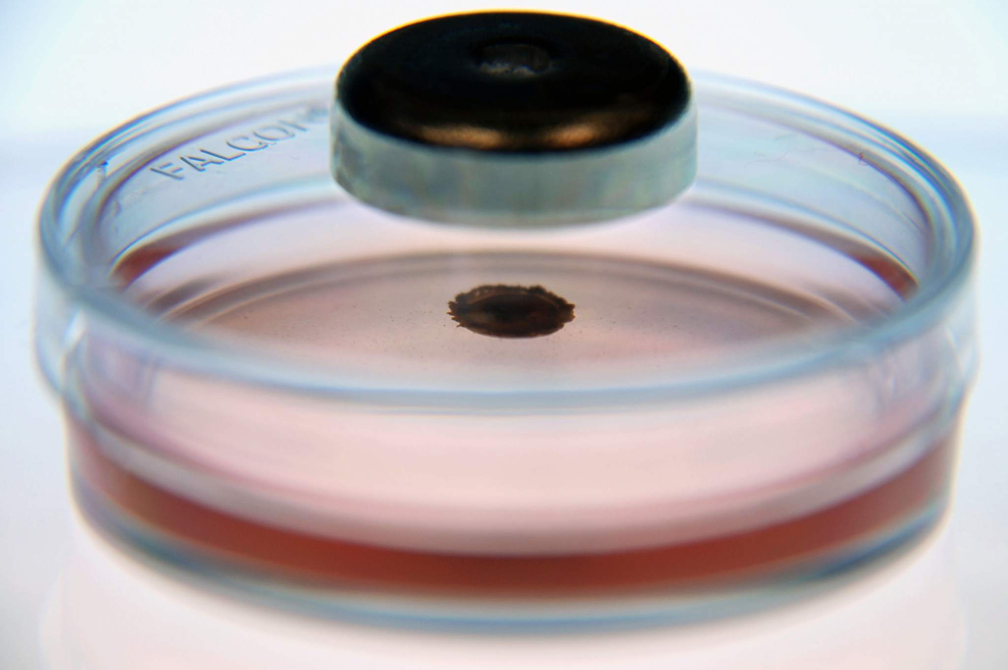 In vitro magnetic cell culture. Image via n3D Biosciences. 