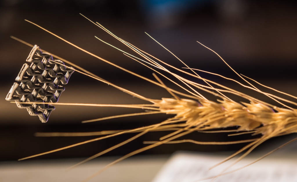 The record-breaking 3D printed graphene aerogel defies an ear of wheat in a demonstration of its lightweight density. Photo by Kansas State University
