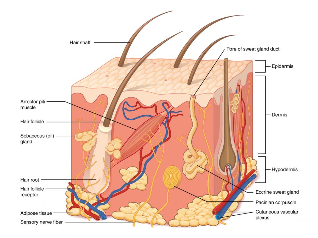 Structure of human skin. Diagram via Philschatz's Anatomy-Book on GitHub