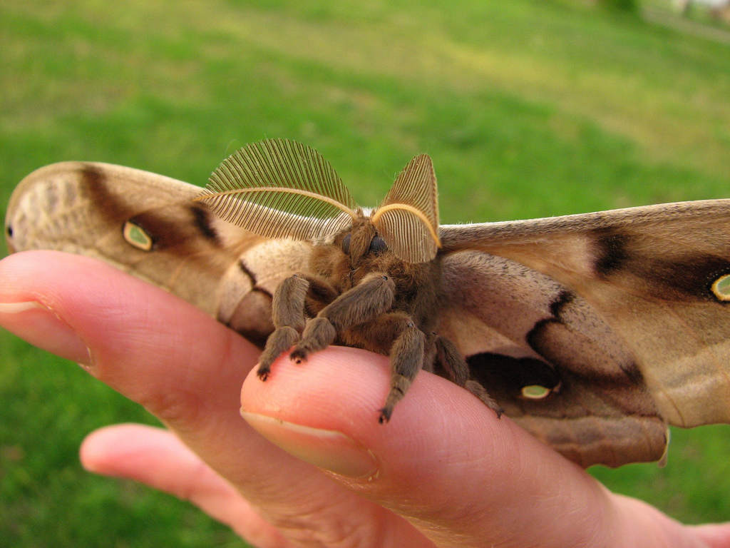 I smell a gas leak... Photo of a polyphemus moth by Lisa Brown, meanandpinchy on Flickr.