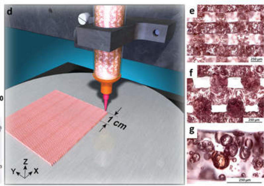 Lawrence Livermore Creates 4d Printed Silicone With Direct Ink Writing And Shape Memory Polymers